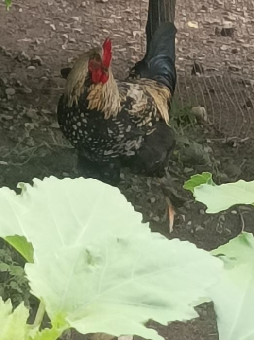 rate ratoi gaini si gaste