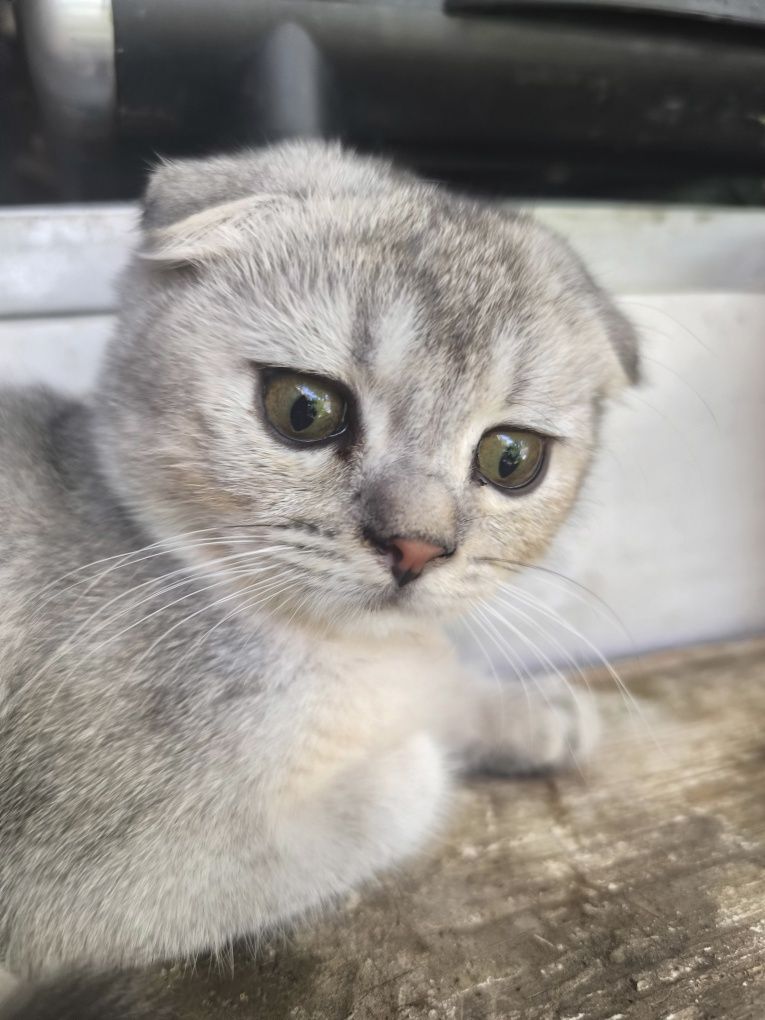 Продаётся котенок Серебристая шиншила