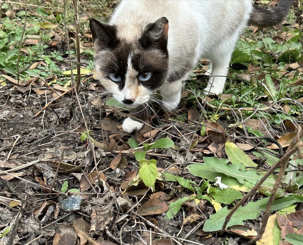 Кошечки нужен дом