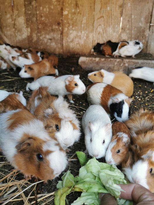 Porcușori de guineea