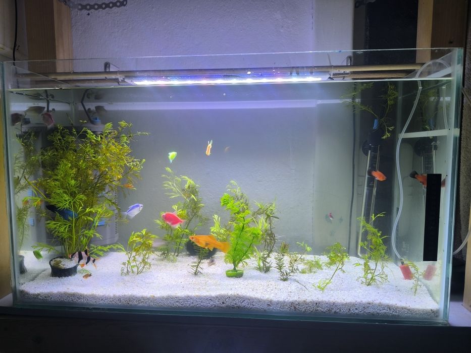 Două acvarii complete 85 litri