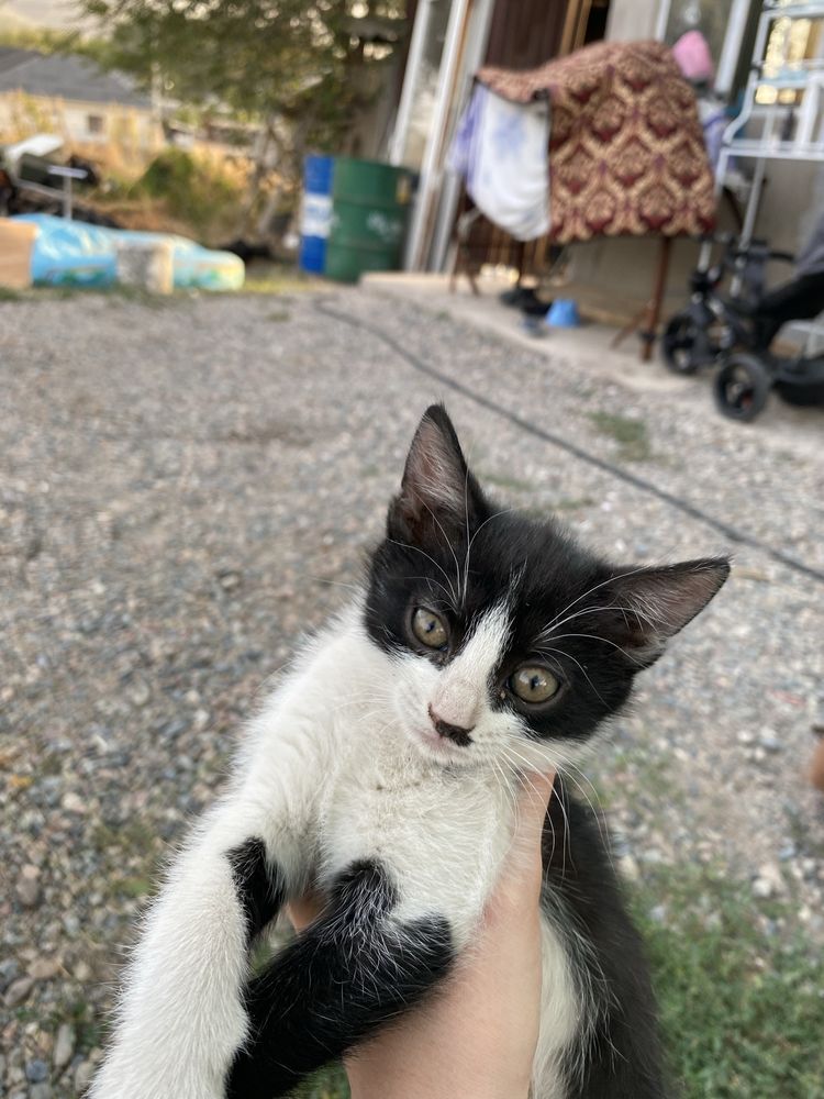 Отдам котят бесплатно