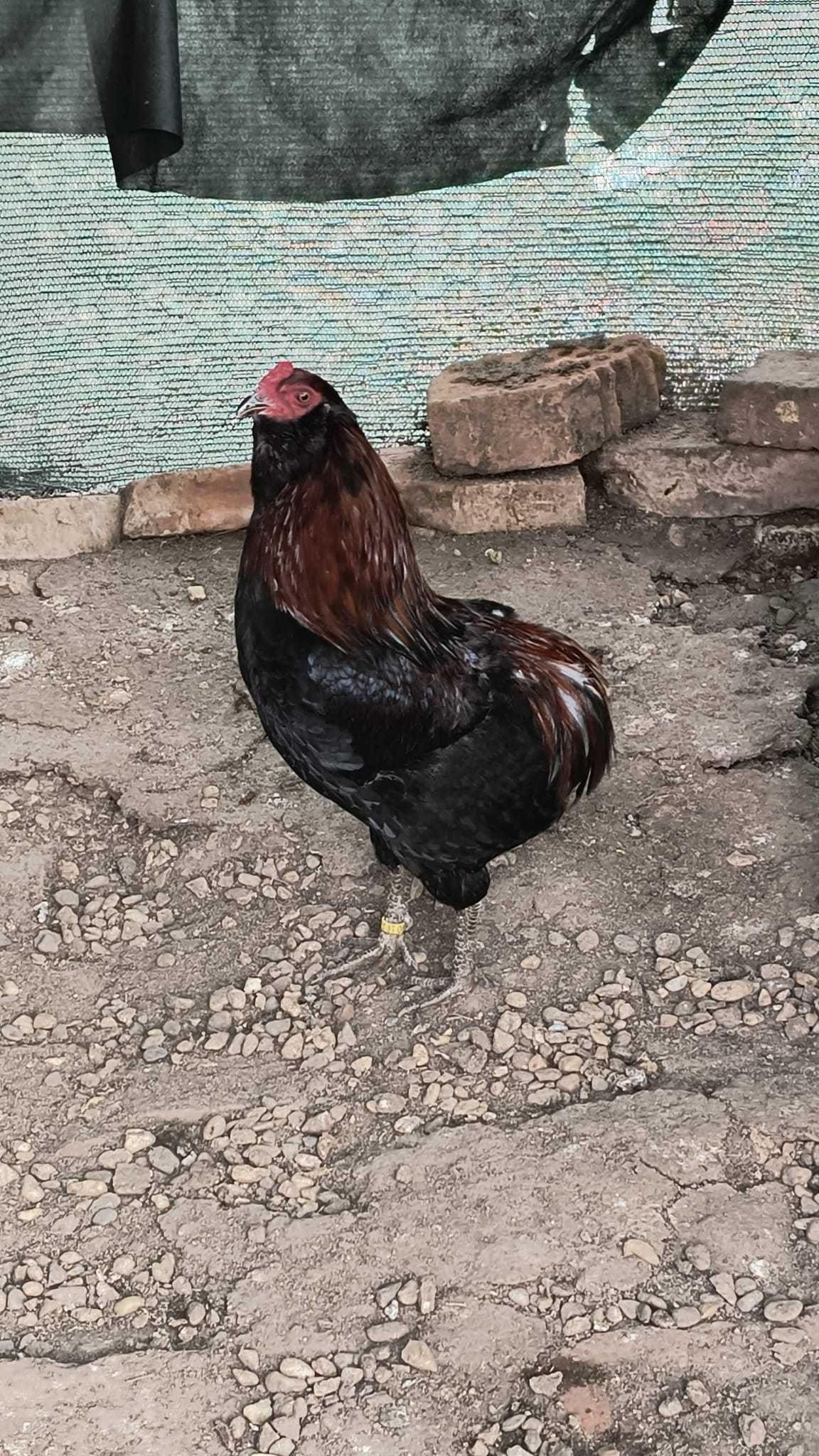 Vând cocoș araucana