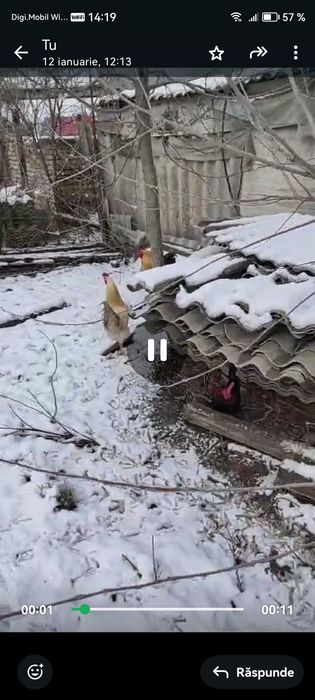 Vănd cocoși de găină sau de iopan