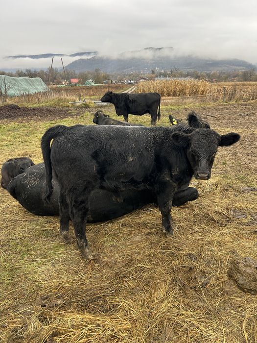 Vand 4 masculi si o femela angus