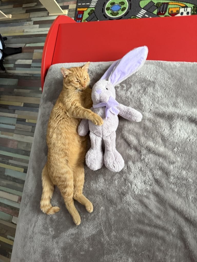 Подарявам мъжки котарак