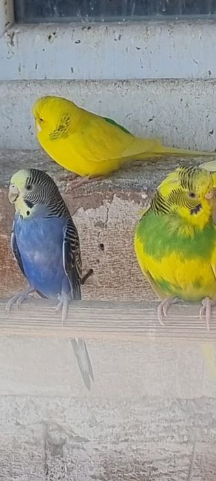 Perusi tineri si maturi