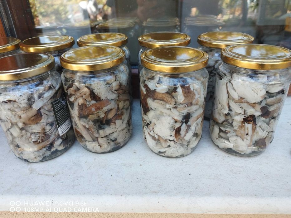 Диворастящи гъби