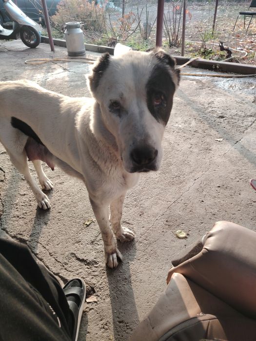 Продам шенков алабая