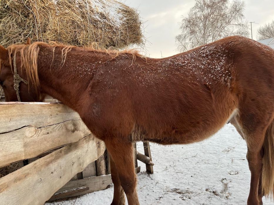 1,5жасар сатылад