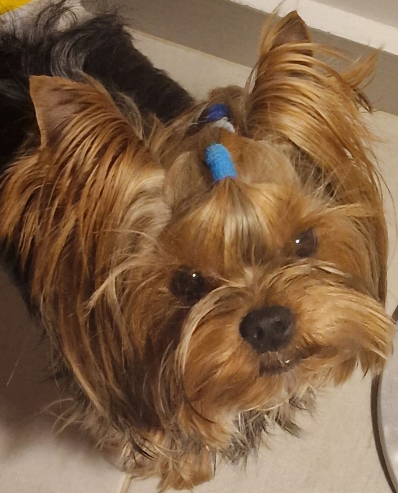 Baietel Yorkshire Terrier pedigree ACHR/FCI