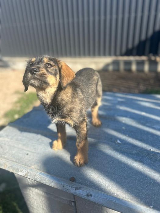 Девочка ищет дом