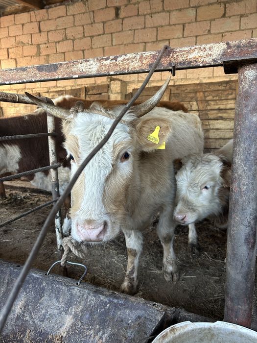 Сиыр баспағымен бірге сатылады