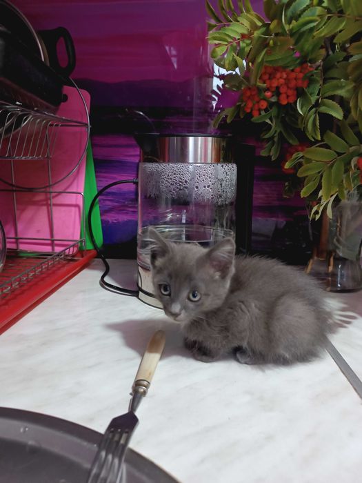 НАОМИ - имя, котенок 1,5 мес.