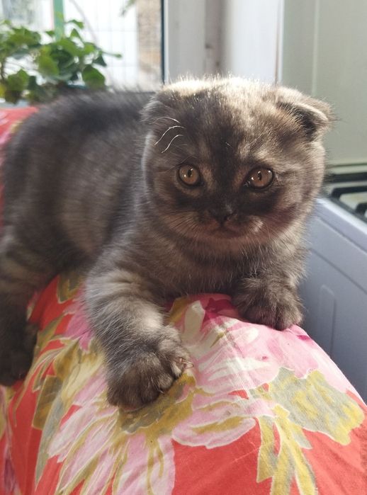 Шотландские котята