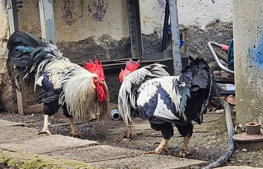 Италианска кокошка Легхорн (Ливорно)