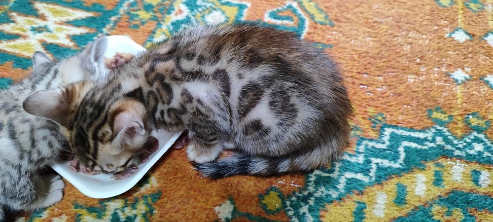 Продаются бенгальские котята