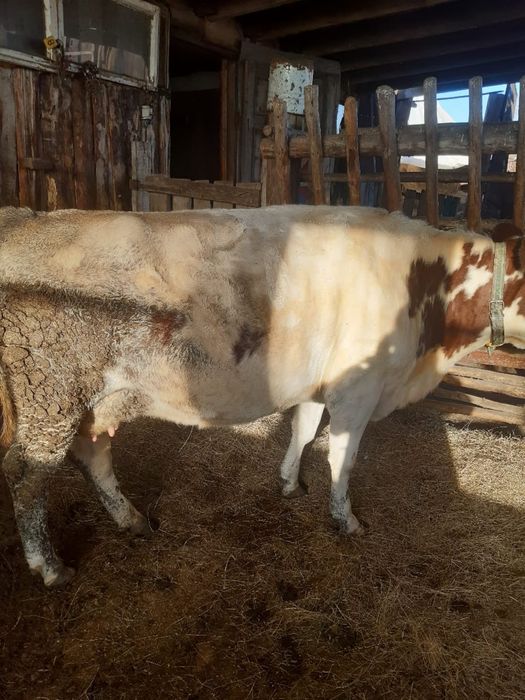 Продам жирную яловую корову