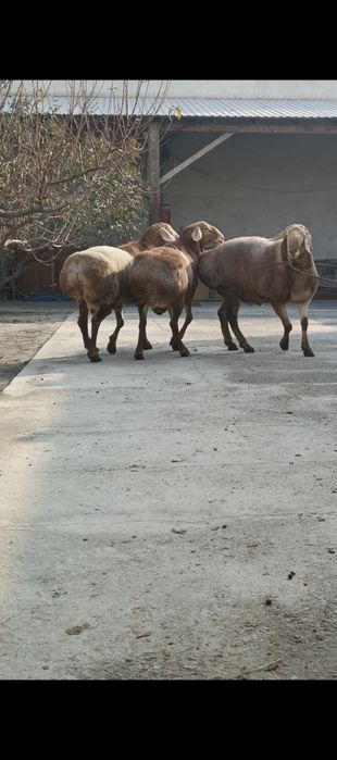 Arashan zotlik quylar sotiladi