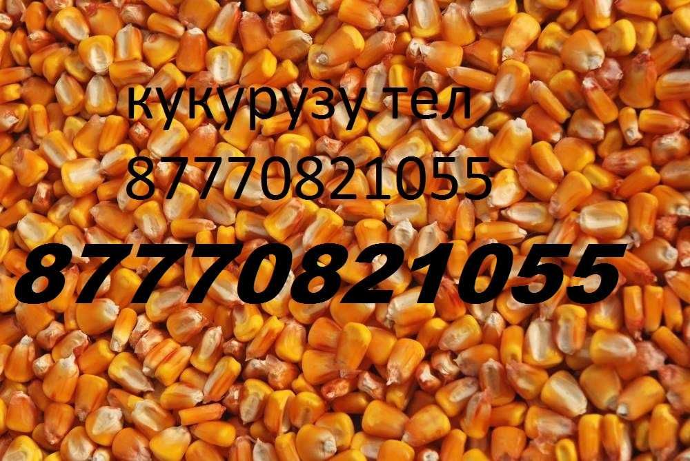 Продам Кукурузу кормовую от 20 тонн с доставкой телефон на  фото