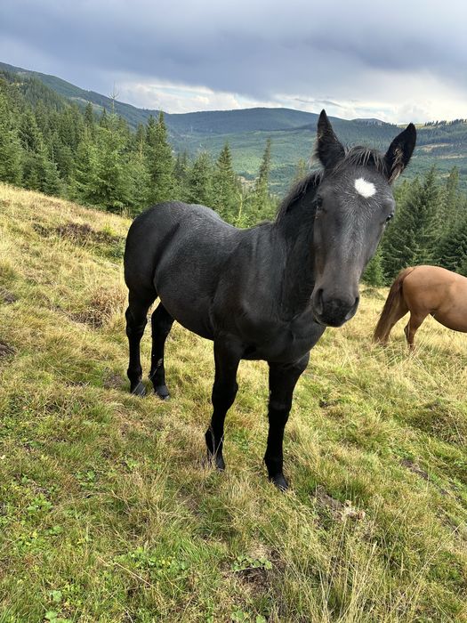 Vand mânză de 6luni jumate