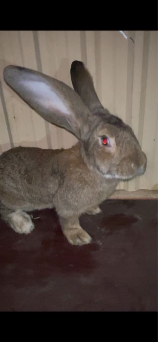 Flandr quyon sotiladi uxa 22 9oyli