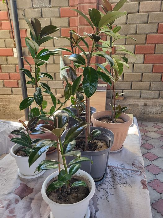 Продам домашние цветы Фикус