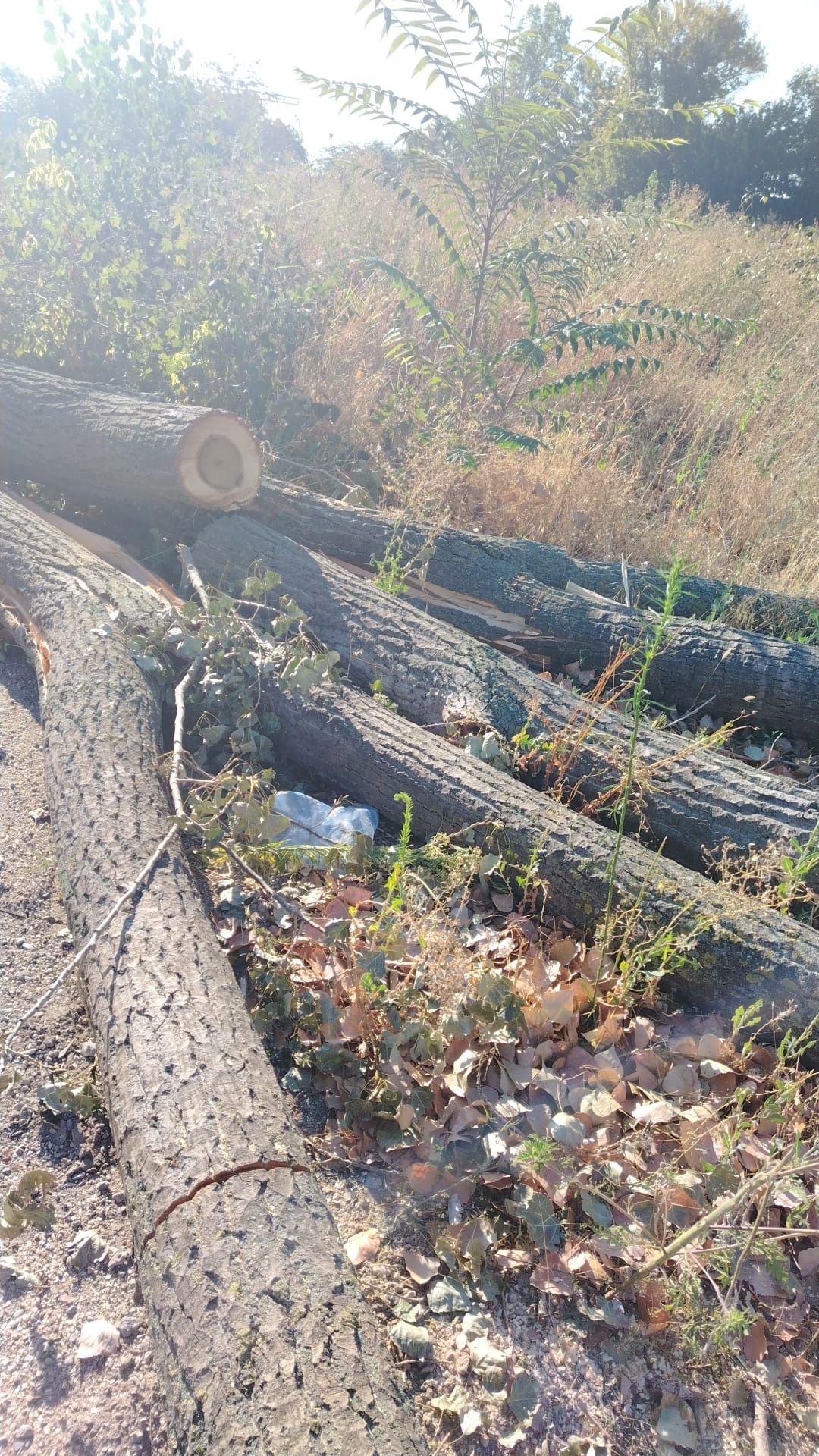 Lemne de foc  esenta moale