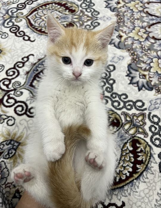 Котята срочно сотилади.!