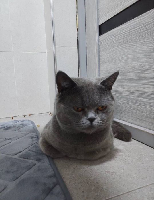 Очаровательные шотландские страйт котята ждут новых хозяев!