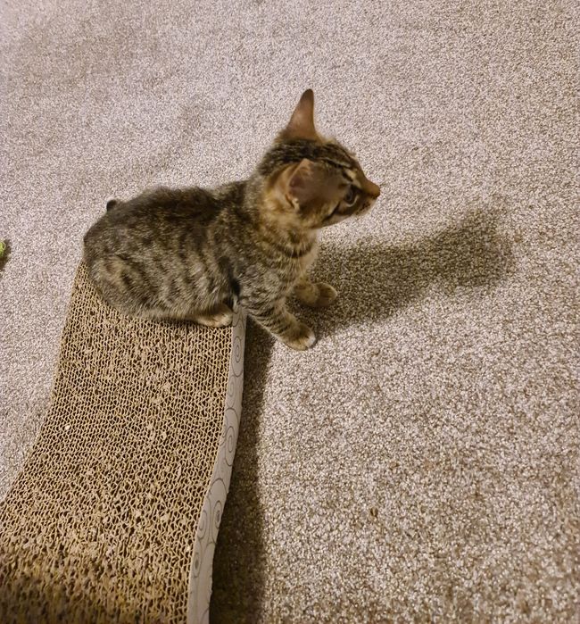 Ofer spre adoptie 3 pui de pisica.