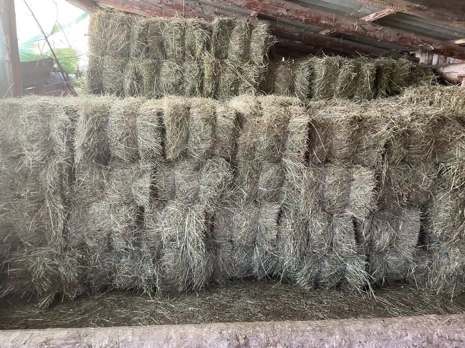 Vând baloti din fân, pret 15 LEI bucata