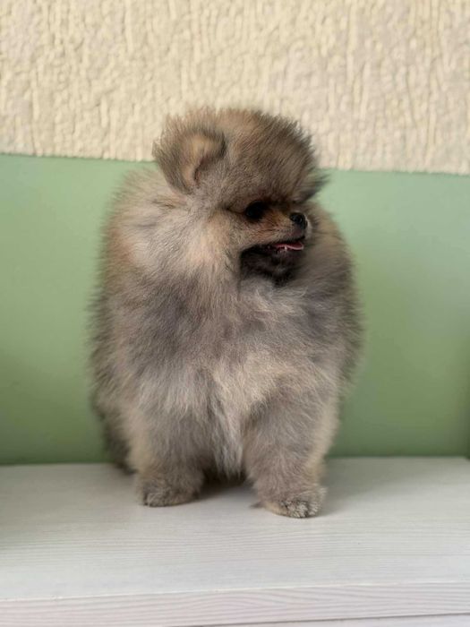 Померан момиче с родословие FCI