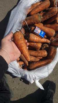 Продам морковь сорт кантон