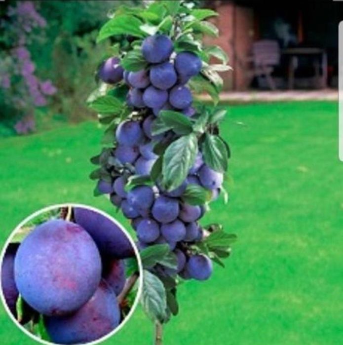 Pomi fructiferi columnari