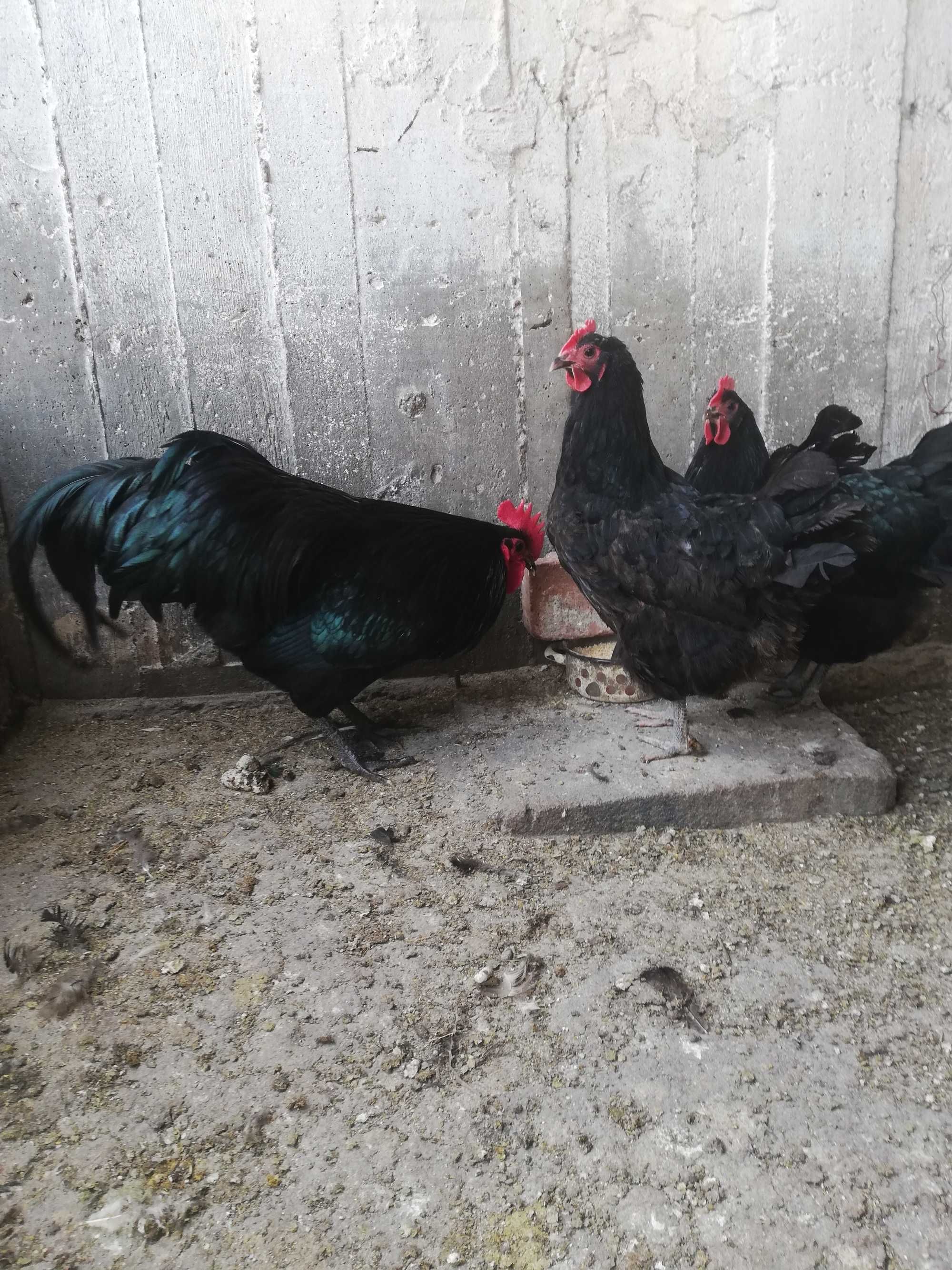 Ouă găini Australorp Negru incubație.