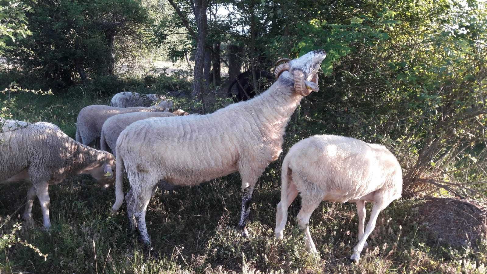 Berbec Lacaune mior