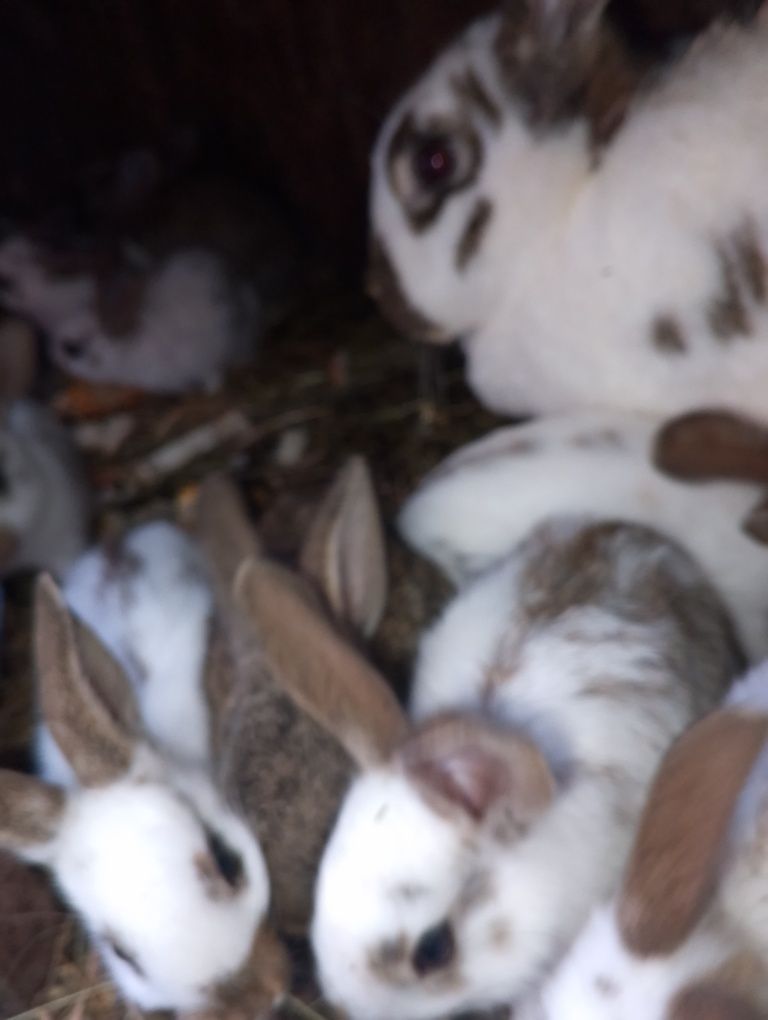 Vând iepurașii micii