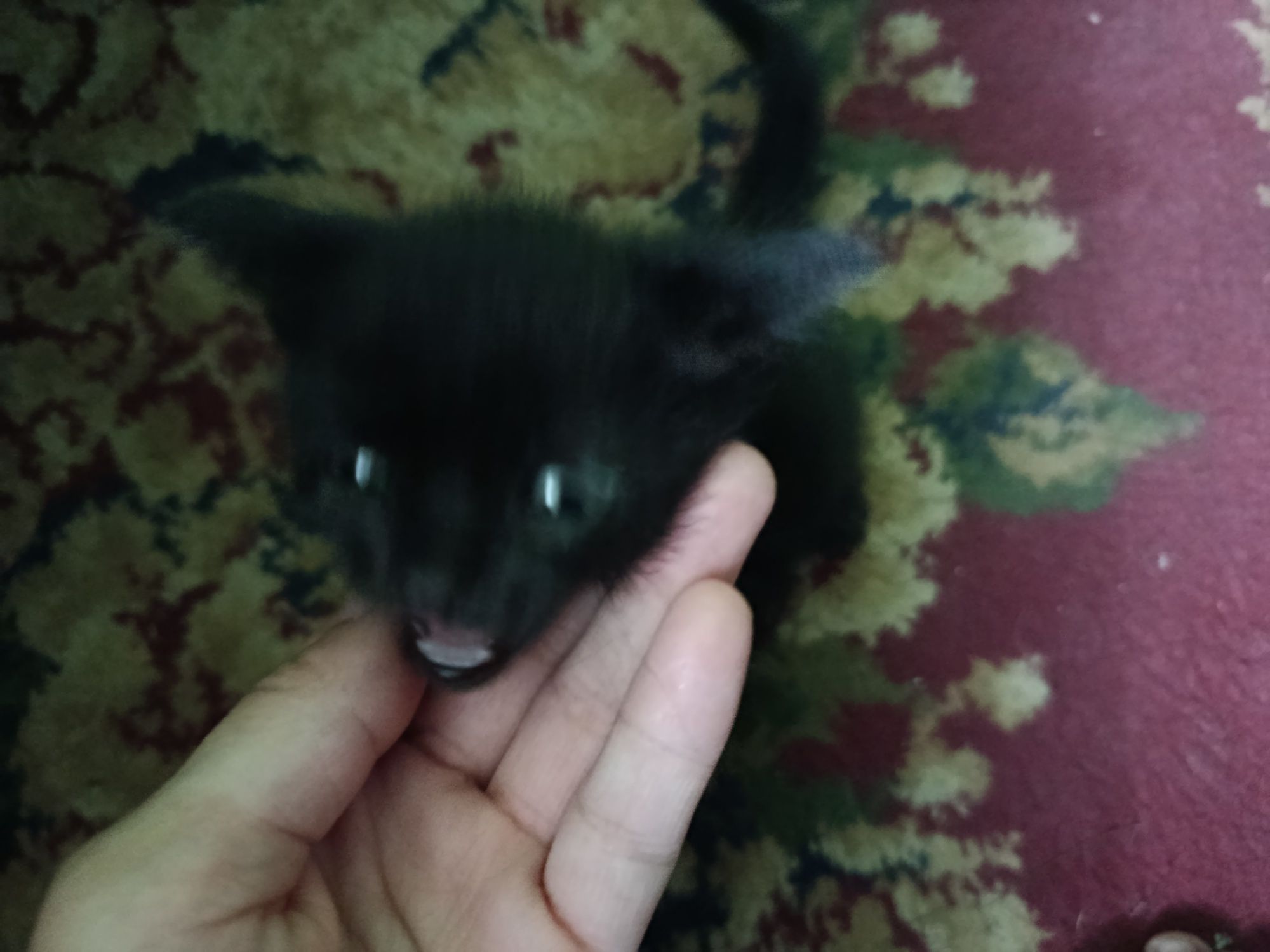 Yangi tugʻilgan mushuklar yaxshi qoʻllarga beriladi tekinga yaxshi qoʻ