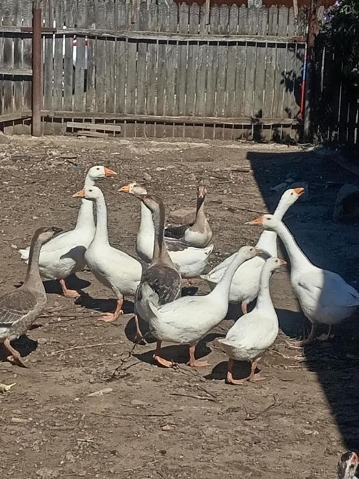 Vând 50 de baloți și 10 gâște