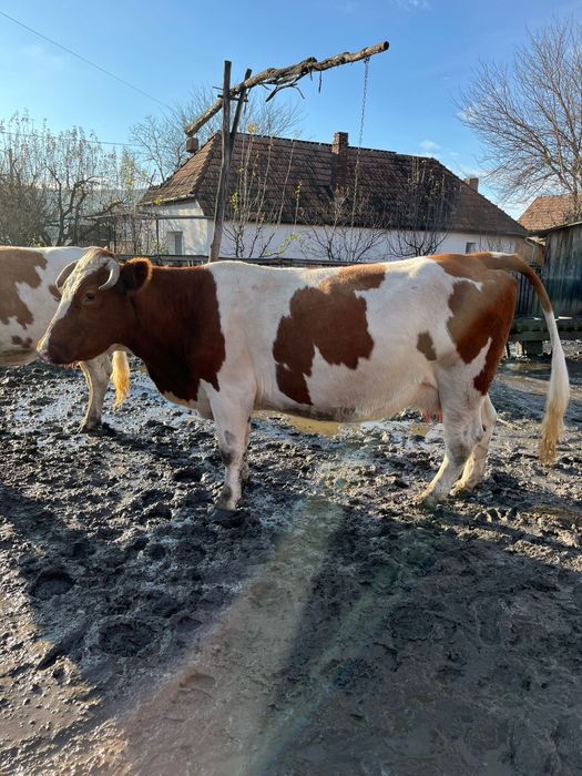 Vand vaca de lapte
