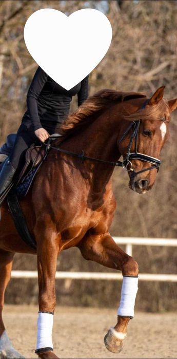 Cal sport românesc