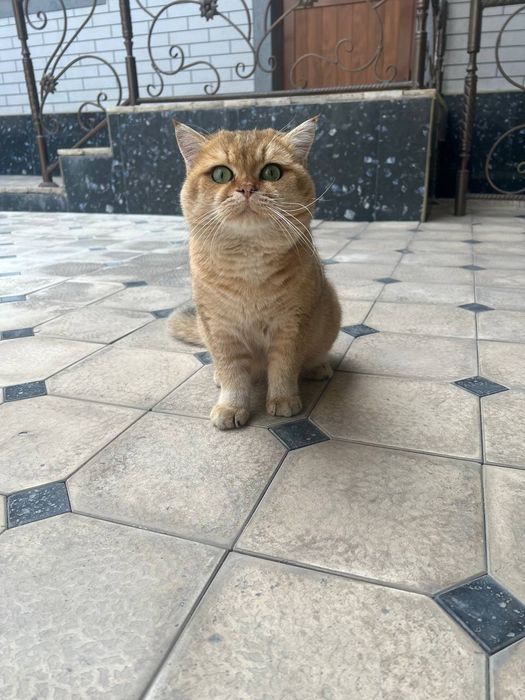 Продам британский золотистий шиншила