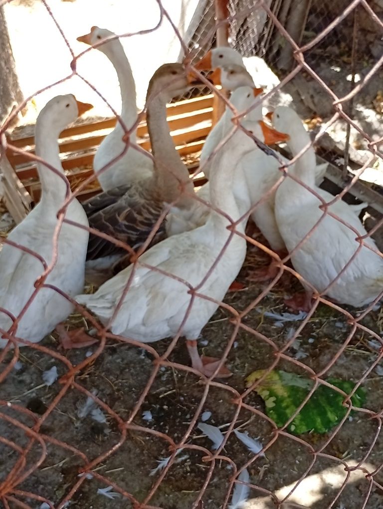 Gʻoz sotiladi  250000