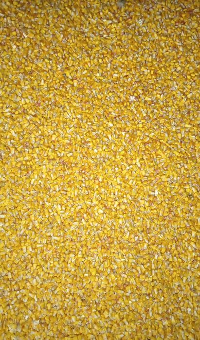 Продам кукурузу в зёрне