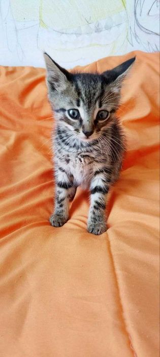 Домашни котенца, на 2,5 месеца, търсят любящи домове