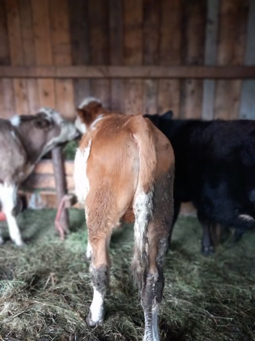 De vinzare 3 tauraşi