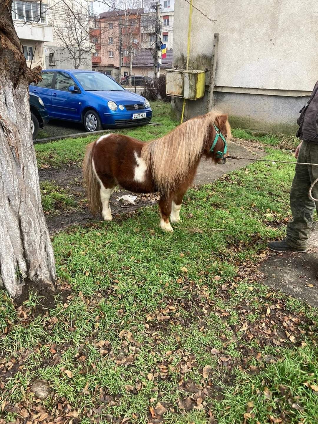 Armăsar ponei de montă