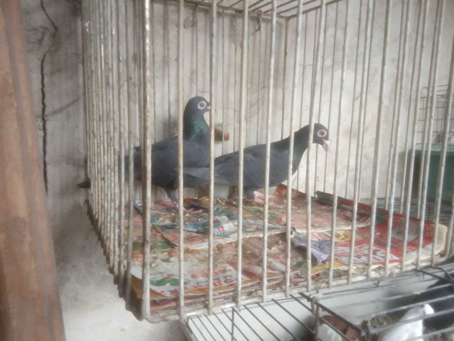 Продавам чифт кабаци