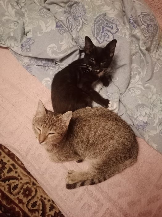 В добрые руки.котята мальчики и девочка